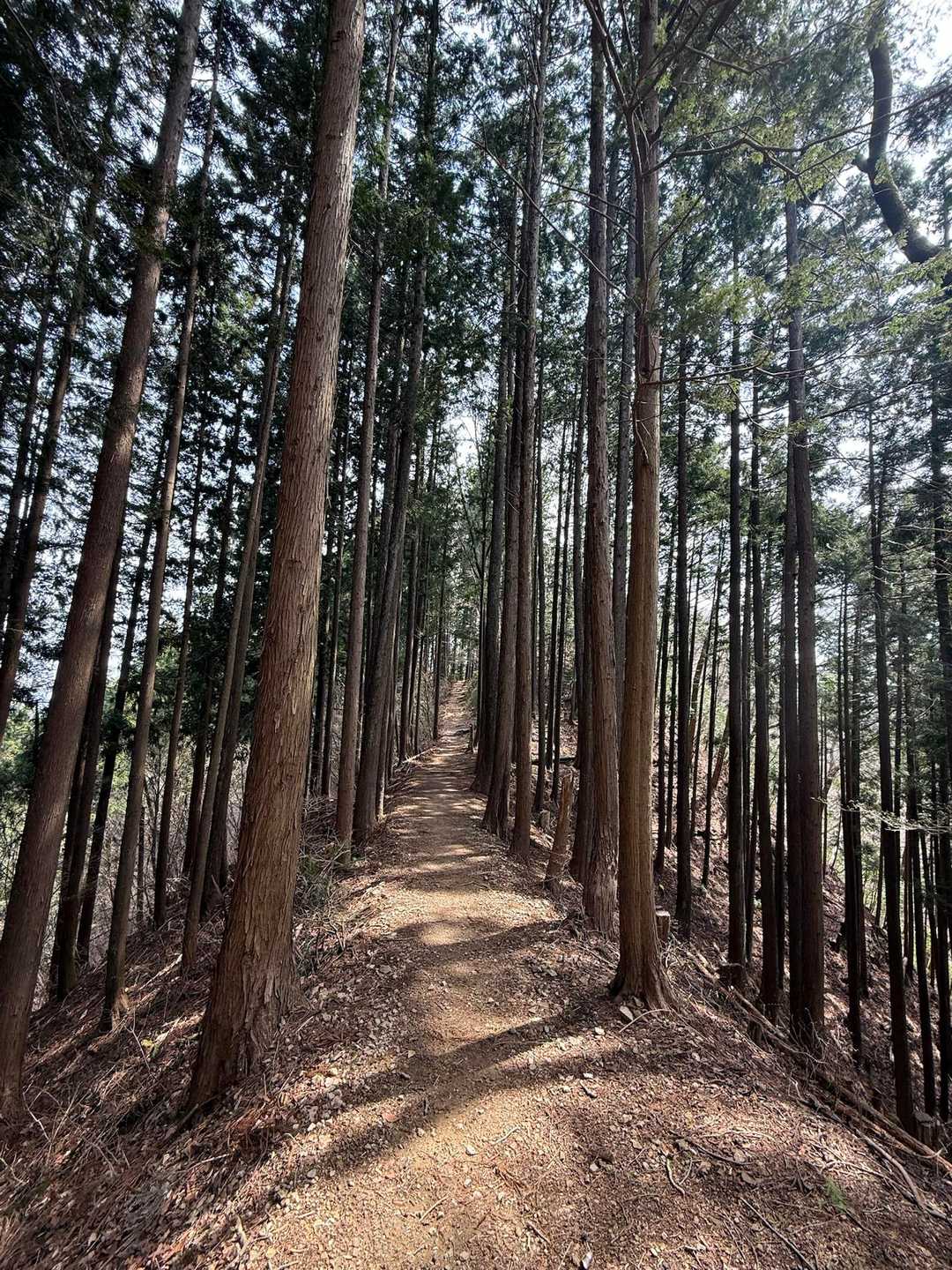 岩茸石山から御嶽駅までの下山道❶
終始こんな感じのなだらか登山道。登りにつかうのが良いかな。。