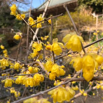 大平山を過ぎてから 沢山のアップダウンが多いです

舗装路を暫く歩って→大中寺→最後に太平山看板を→また登りが少し続きます(急登？)
なかなかしんどかった…💦


そして大中寺さんにお邪魔しました

蝋梅見つけた👀✨

良い香り✨️大満足です✻*˸ꕤ*˸*⋆。✻*˸ꕤ*˸*⋆