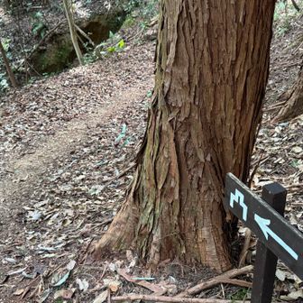 城マークに従って進みます🚶‍♀️