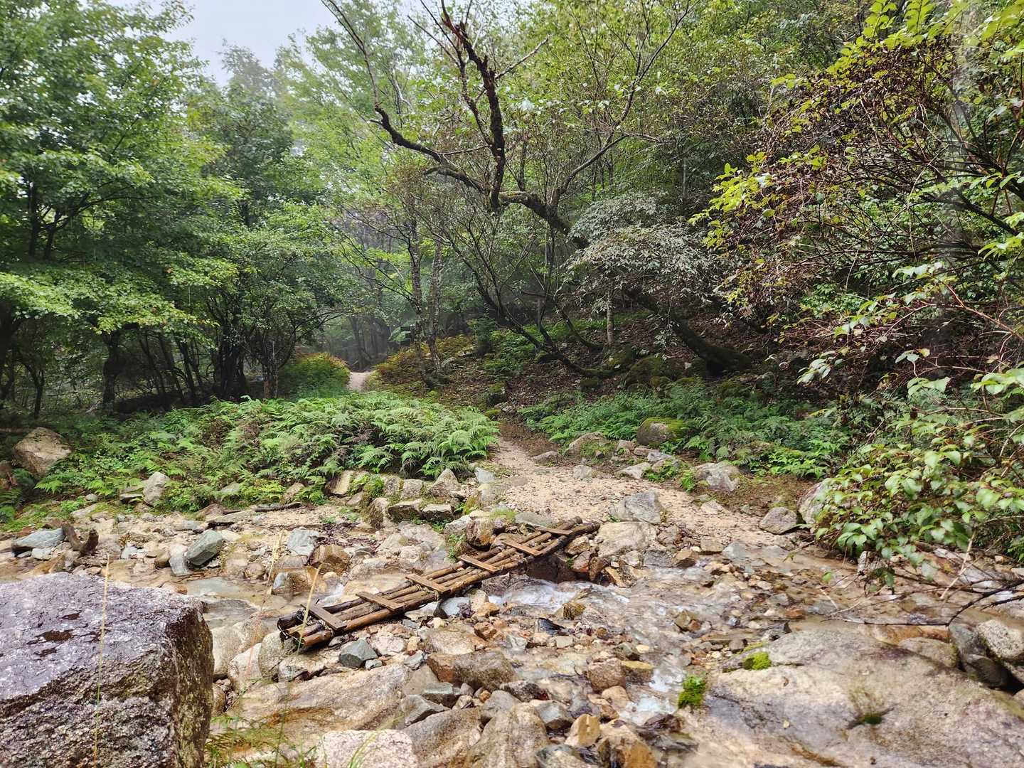 大山口まで下りてきた