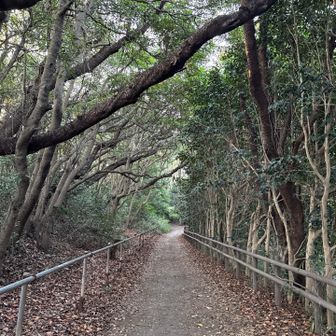 まずは丸海山へ。
ここの通行止めは解除っぽい。