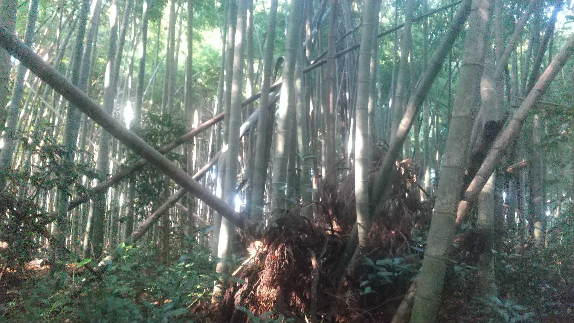 この辺りがランドマークの位置