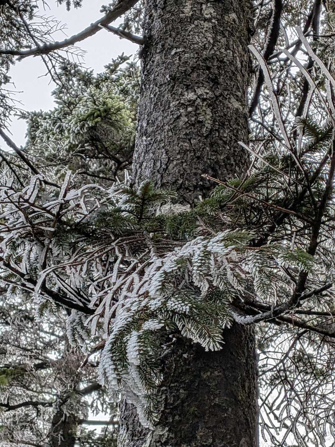 霧氷