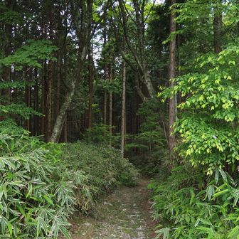電波塔広場から南へ抜ける道は藪漕ぎらしいので、この写真の往路の道を戻りました。
