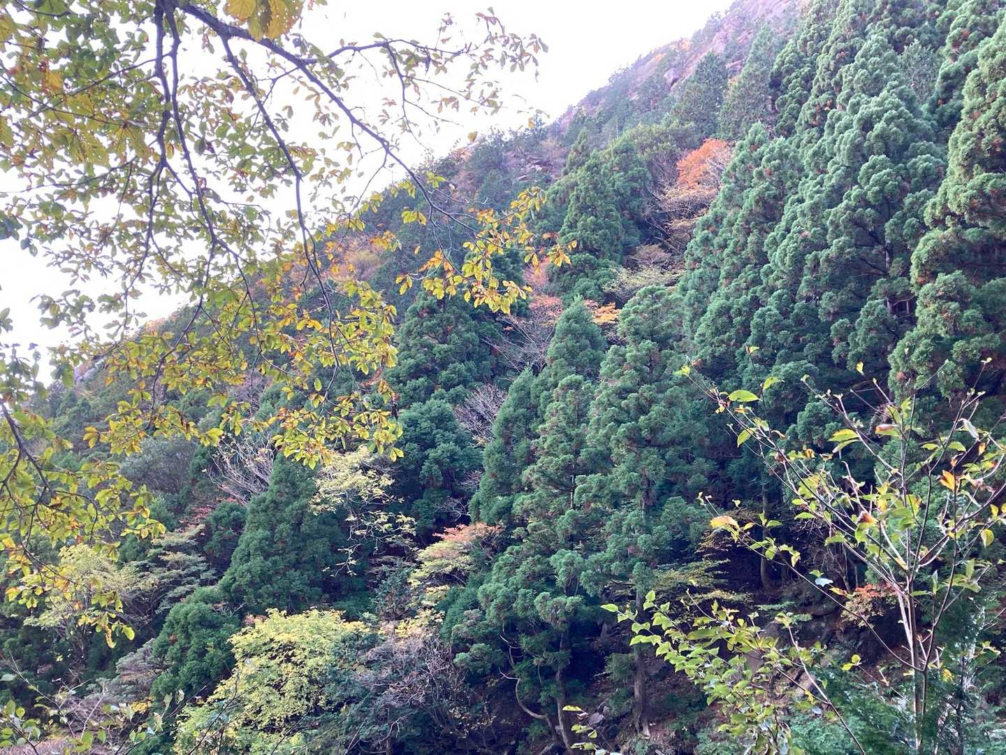この辺りは紅葉はこれからかな〜
