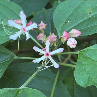 クサギ？
こっちの花は良くわからん…🧐