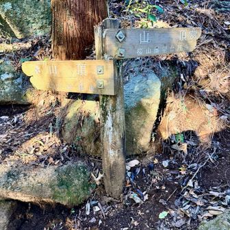 右の桜道展望台コースへ。