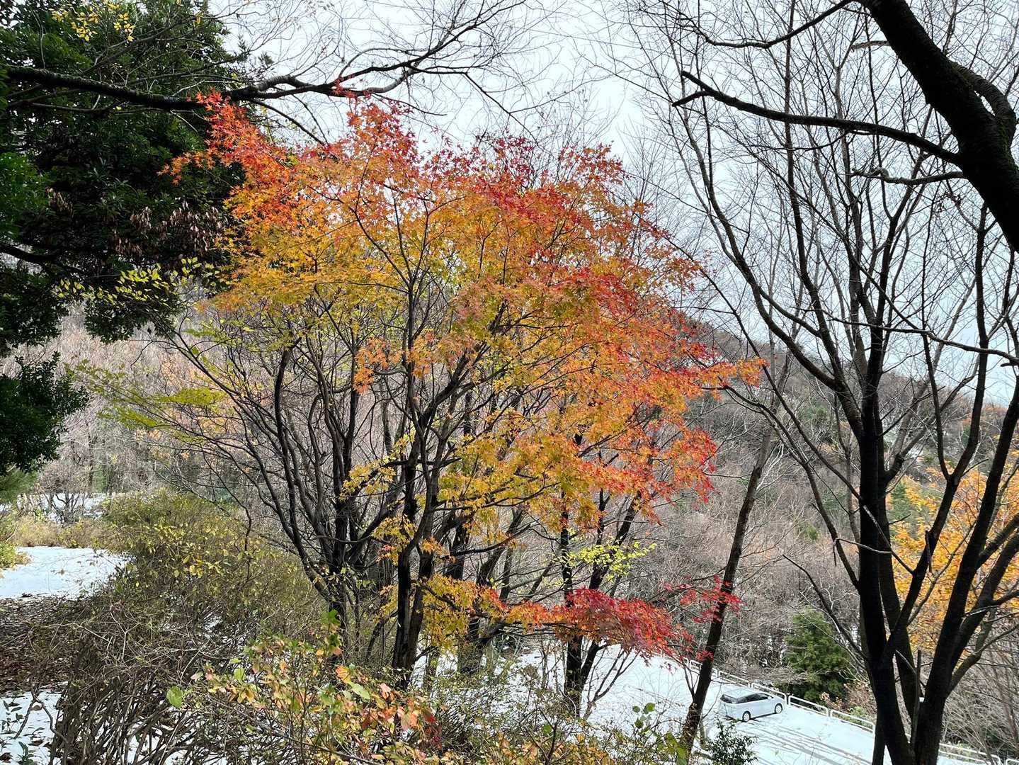 最後に白鳥公園を散策