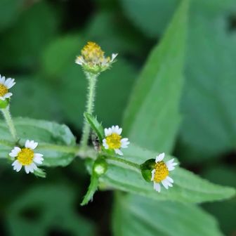 ハキダメギク。熱帯アメリカ原産の帰化植物。発見は牧野先生。