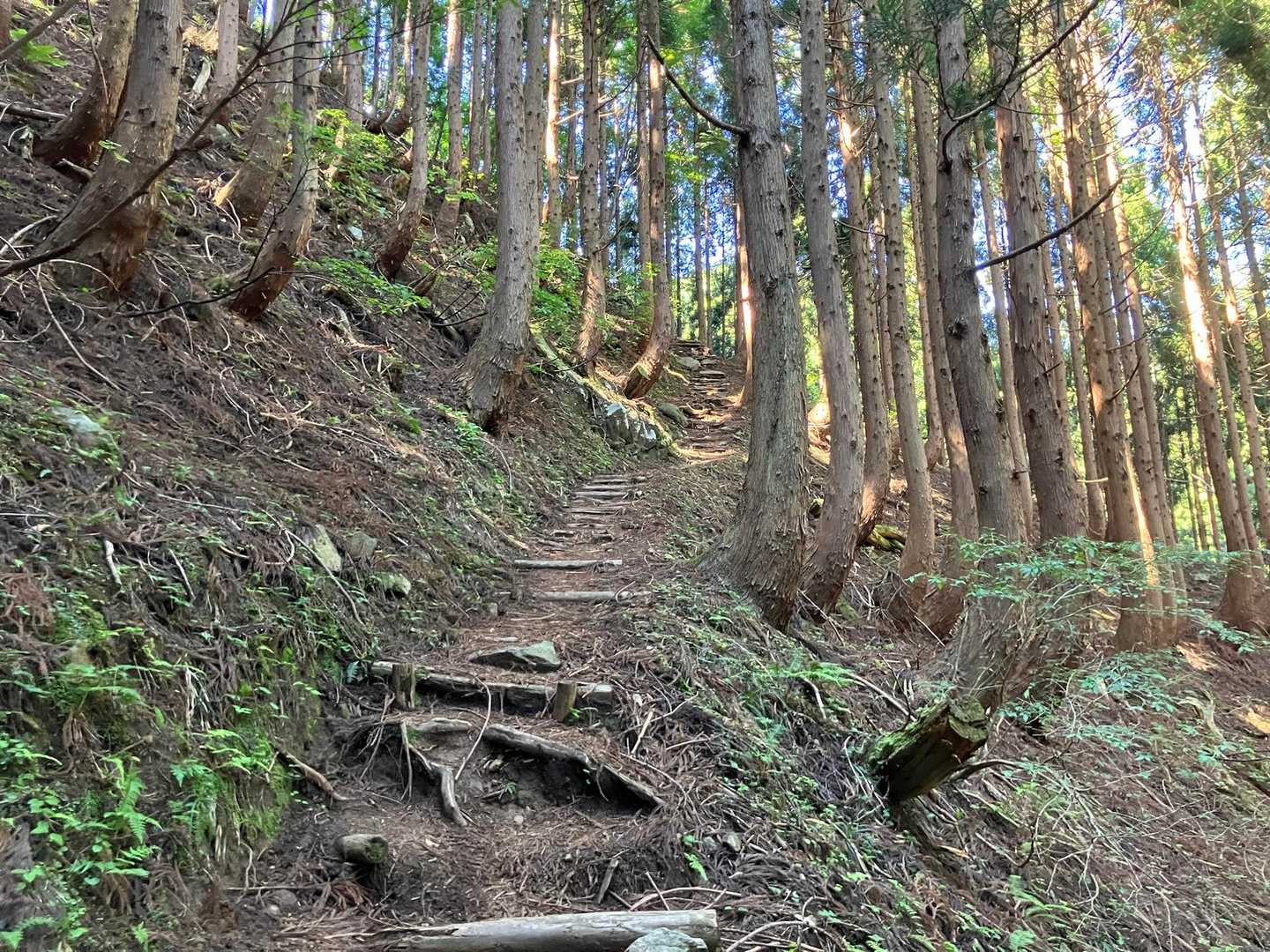 登山道はよく整備されていて歩きやすい✨