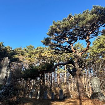 中ノ茶屋の松。案内板と同じ姿でした