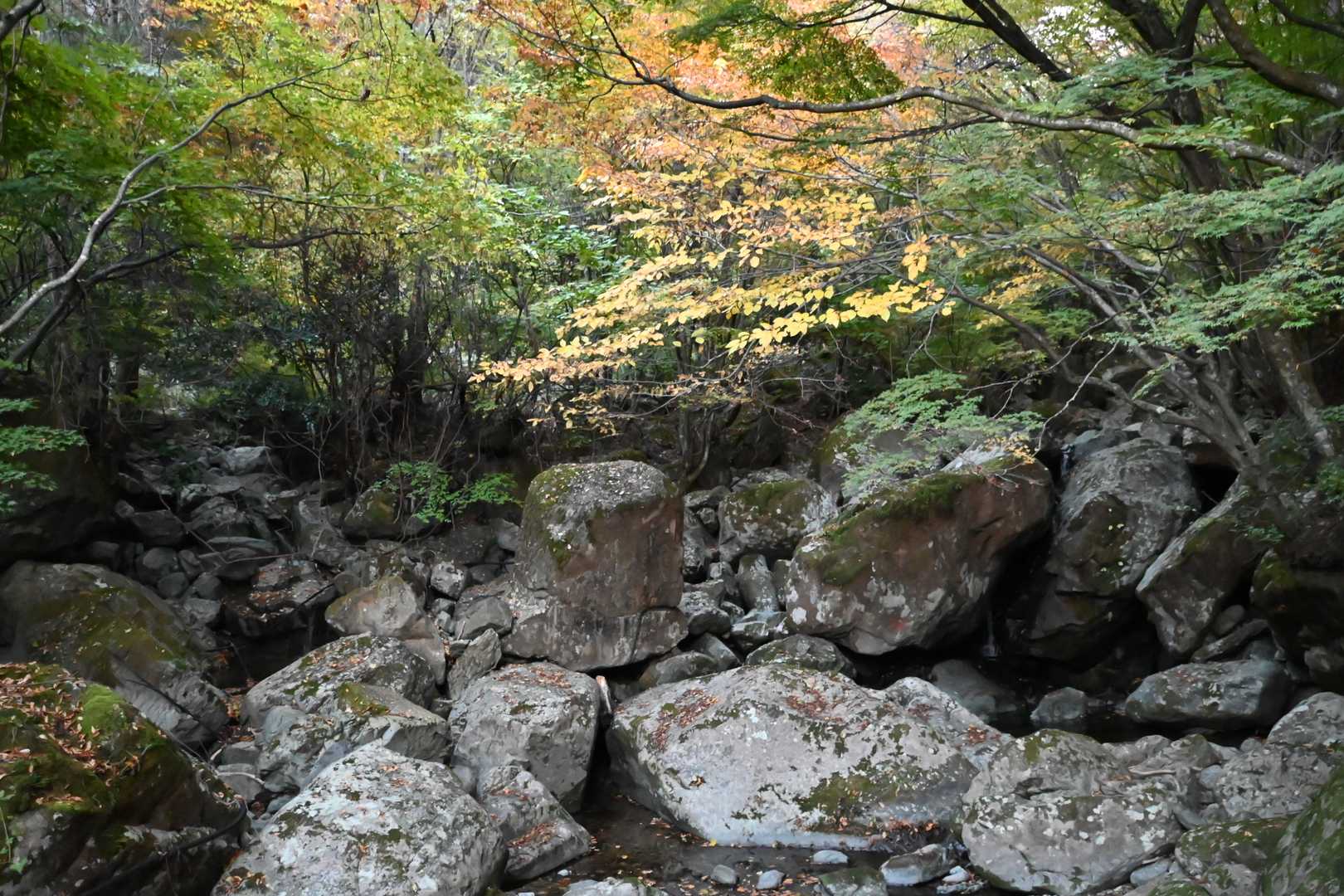 神原登山口-国観峠-祖母山 往復コースの写真