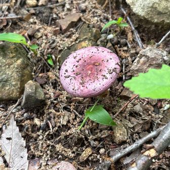 きのこ発見🍄
