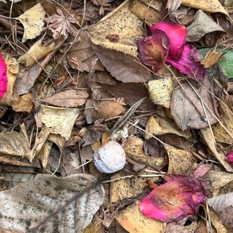 これは、果肉が残っています
この状態で保存しておくと、日持ちします
食べる時に洗って、電子レンジでチンすると、
とても綺麗な緑の宝石になります
少し貰って帰り、お正月の卵焼きや茶碗蒸しに重宝しました