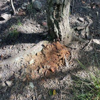 やたら木くずが
首が赤い外来カミキリ虫？
これっと　県に報告するの？？