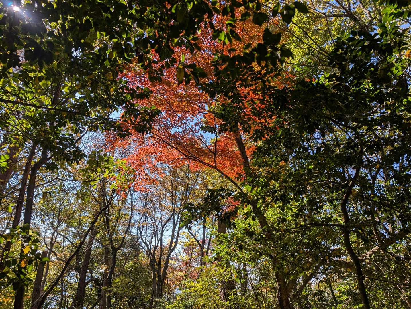 空に映える！！