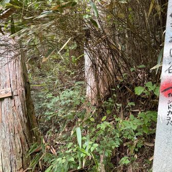 登りはもみじ谷へ