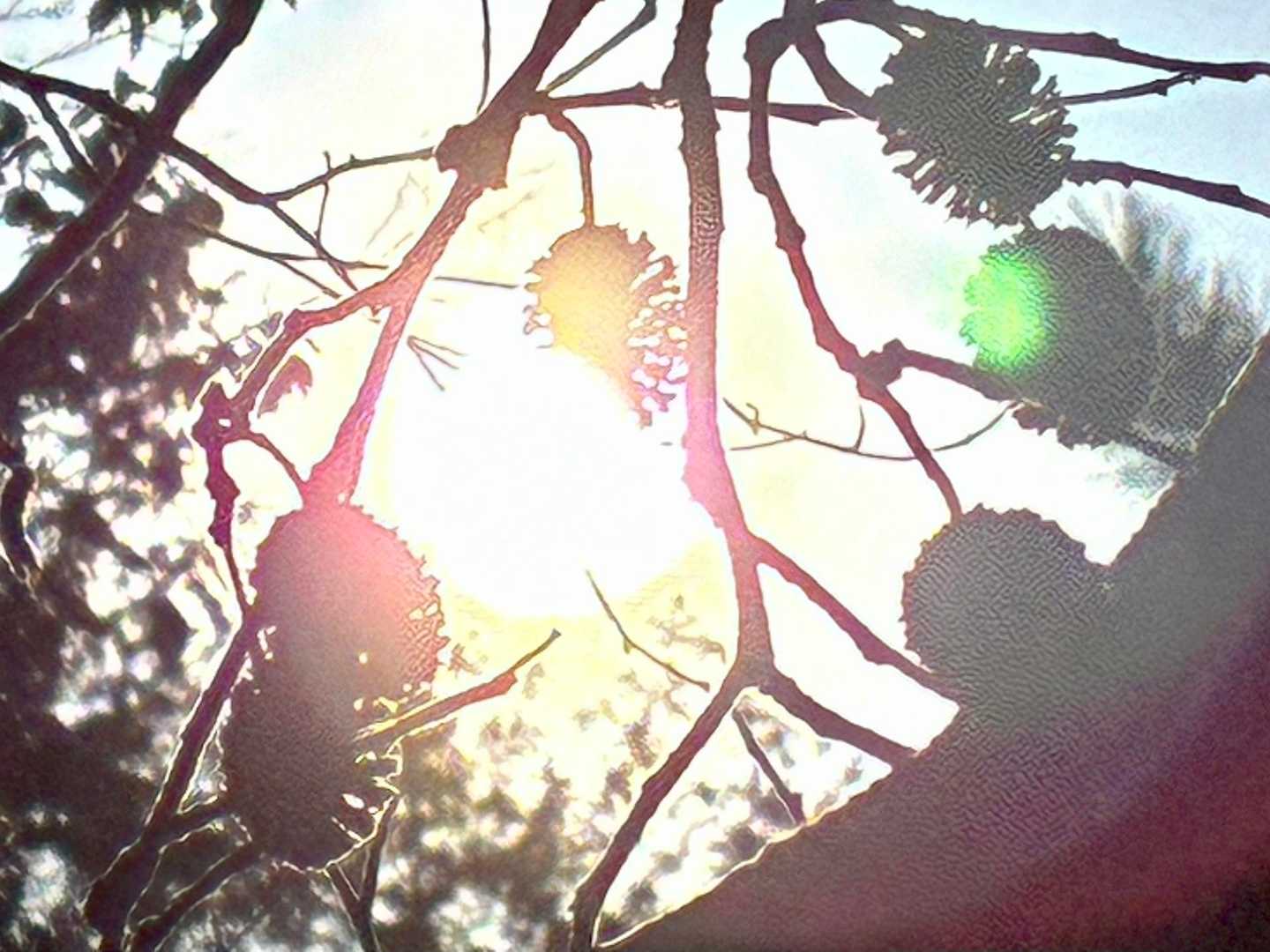 お日様ありがとう☺️
