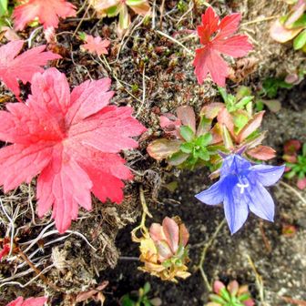 イワギキョウ❁