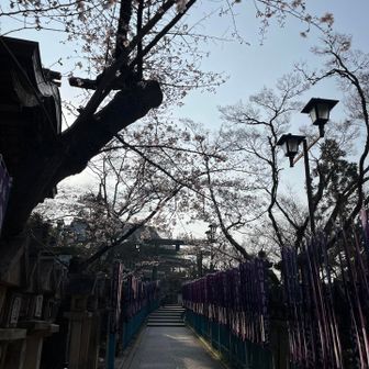 ここの桜も咲き始め🌸