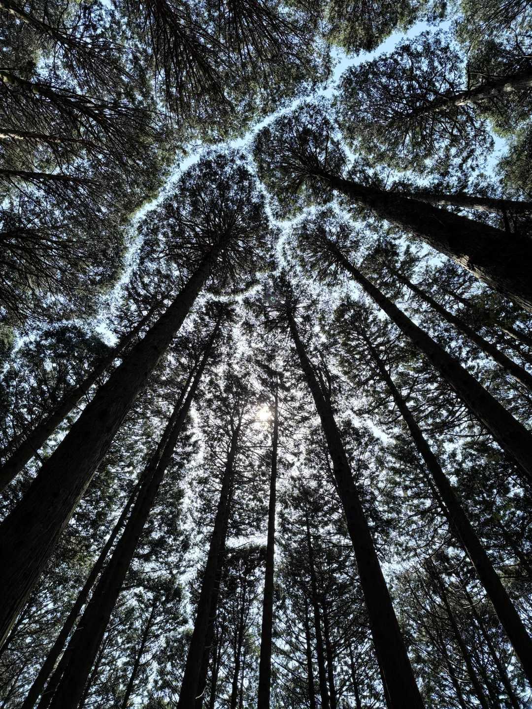 坂本棚田バス停-徒歩参道入口-野登山-仙ヶ岳 周回コースの写真
