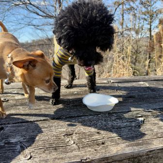 犬用の給水器を失念💧
