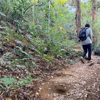 ようやく登山道っぽい感じ