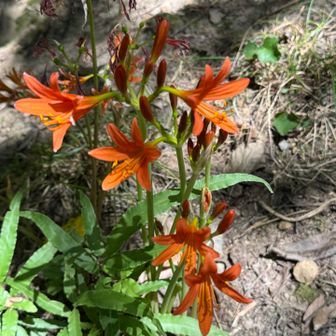 ミニキツネノカミソリだ〜
可愛い通常の1/3位のサイズです🦊
猛暑の影響でしょうか‼️
