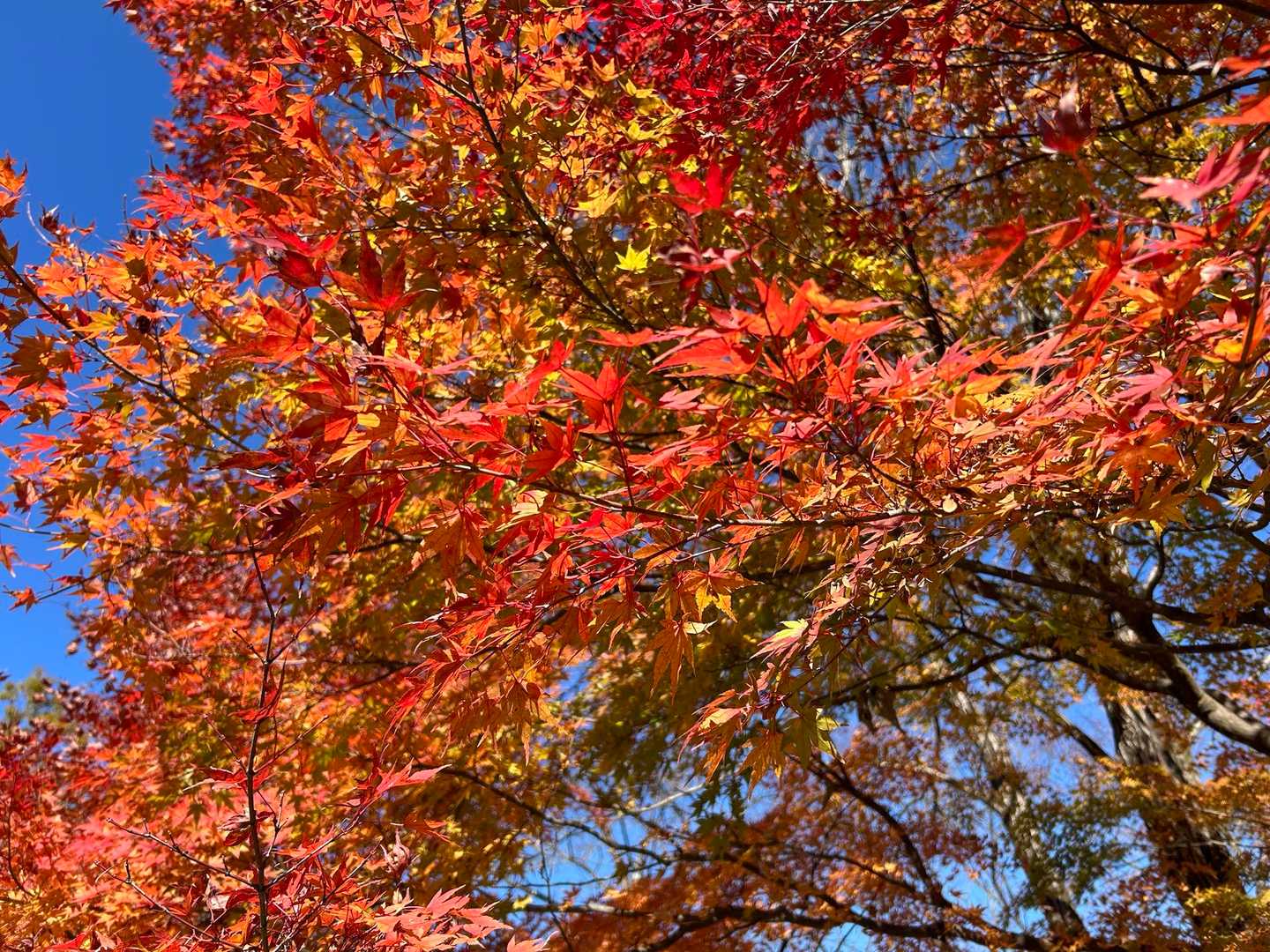 弁天山-桜山 往復コースの写真