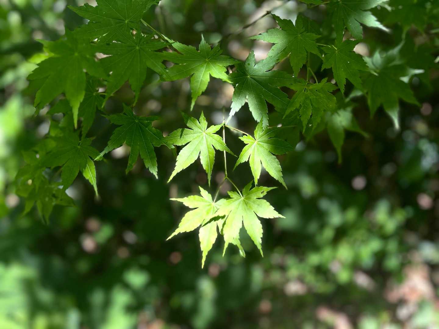 緑緑