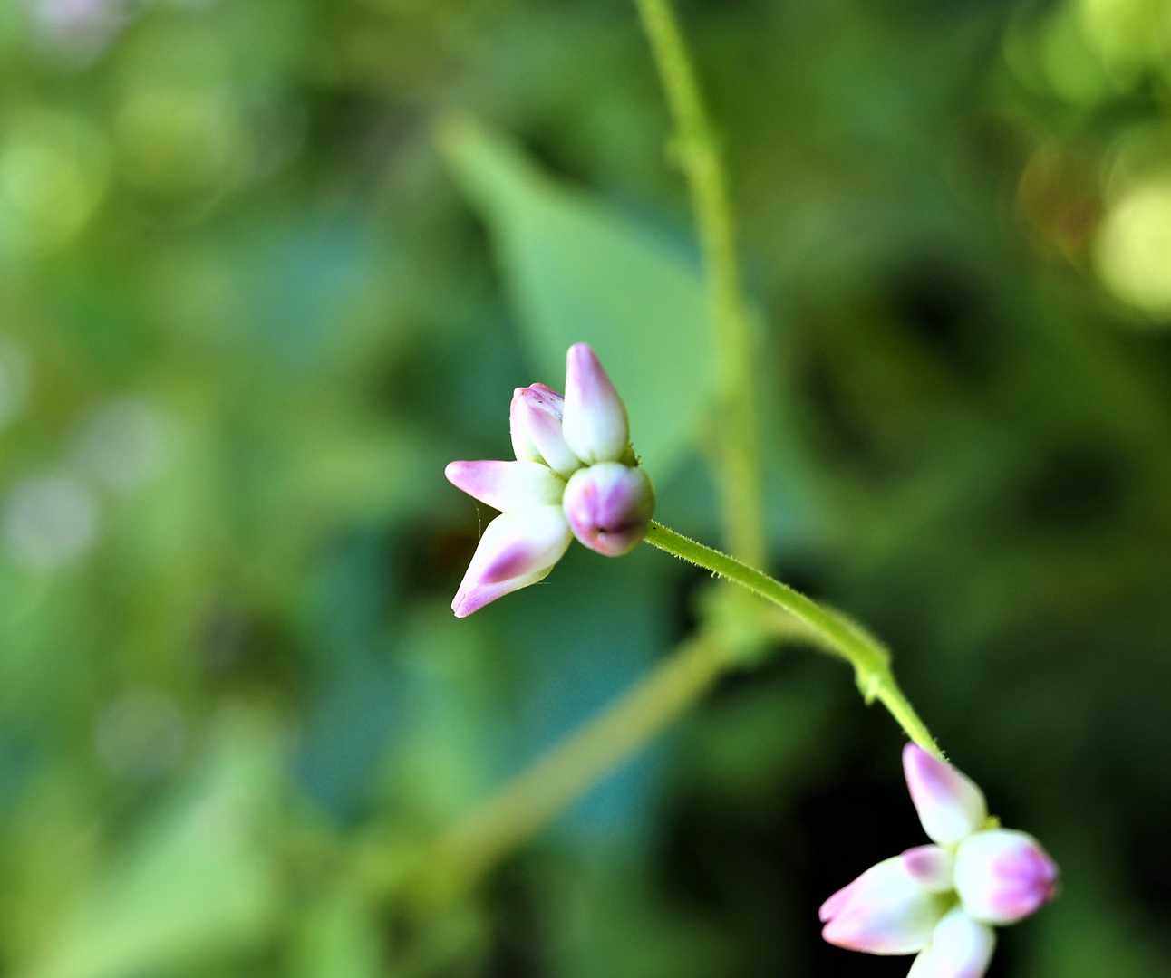 蓮華山 周回コースの写真
