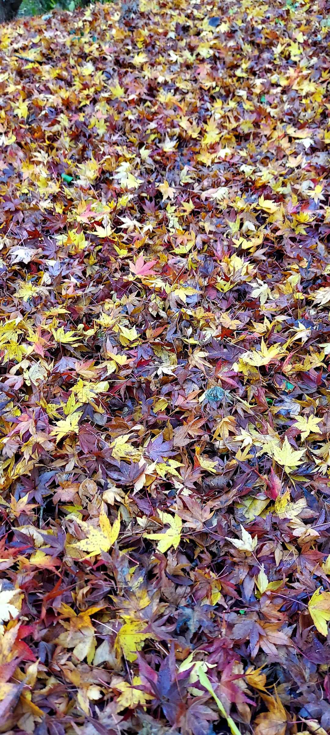 jinjinの別表現  濡れ落葉🍂  ( ´ﾟдﾟ｀)ｱﾁｬｰ