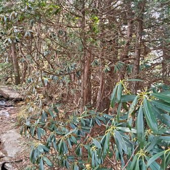 シャクナゲ街道を通って