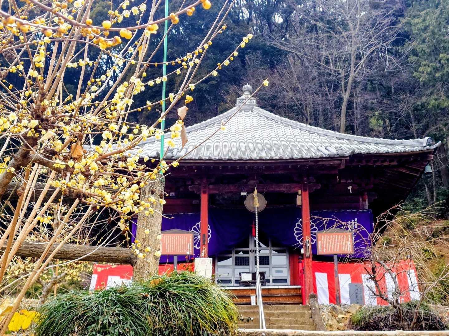 観音堂とロウバイ🌼