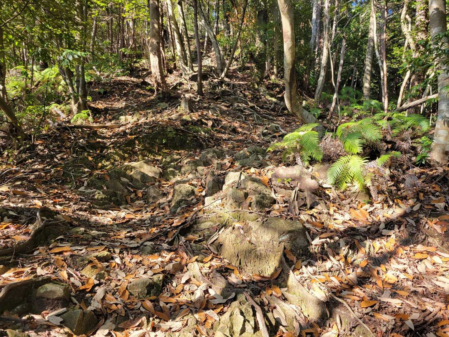 天王山-白山-誕生山 縦走コースの写真