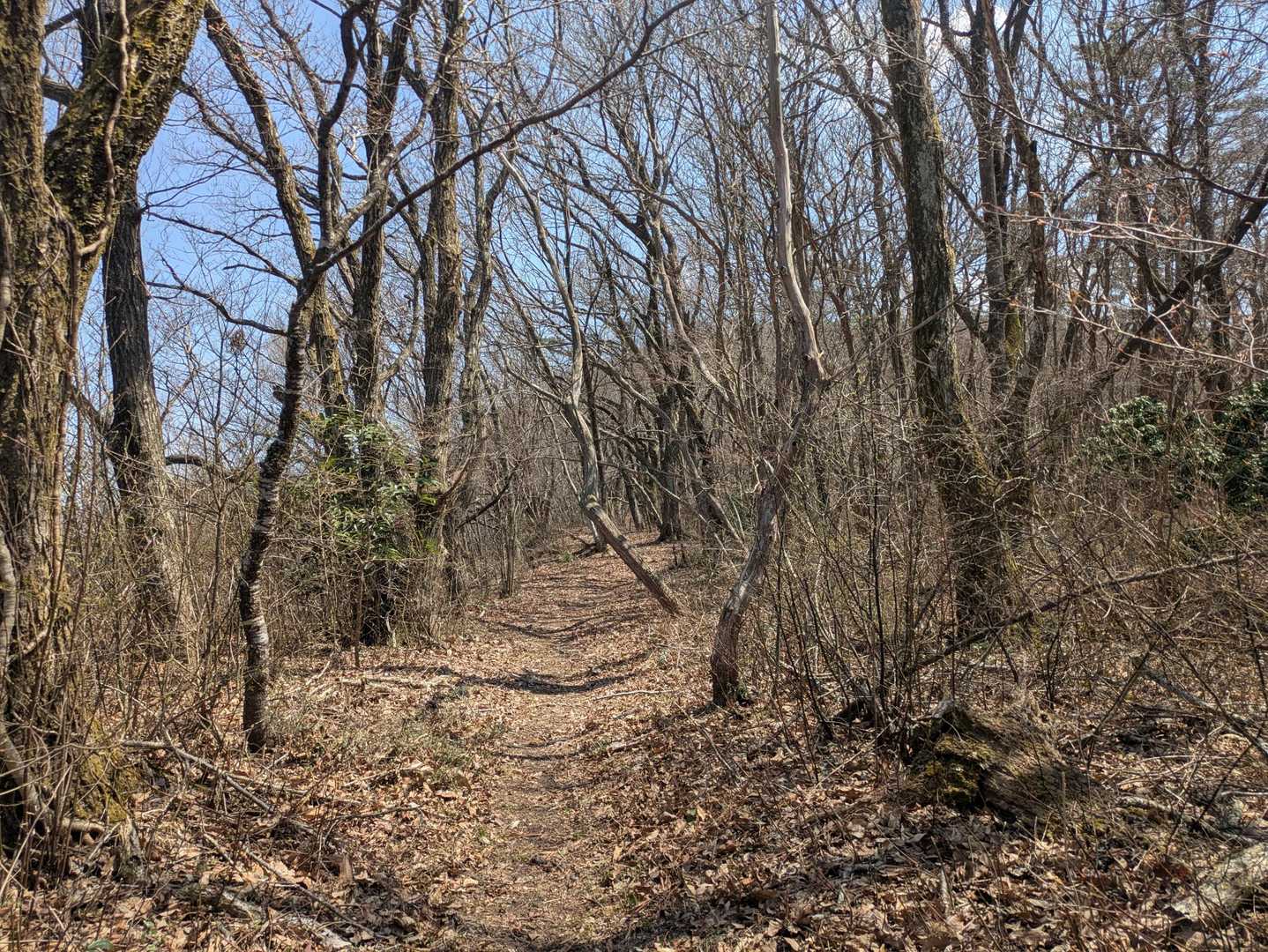 山頂近くのここらだけ傾斜が緩い✌️
ホッとできるとこ😄