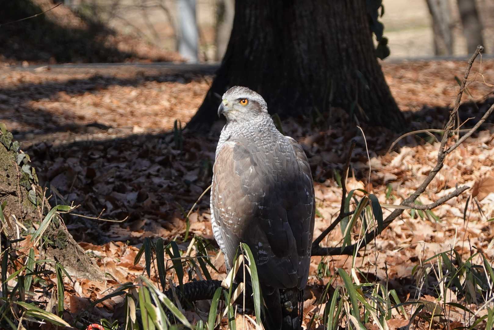 オオタカ
目をキョロキョロ👀
こんな場所で一体？🦅🤔