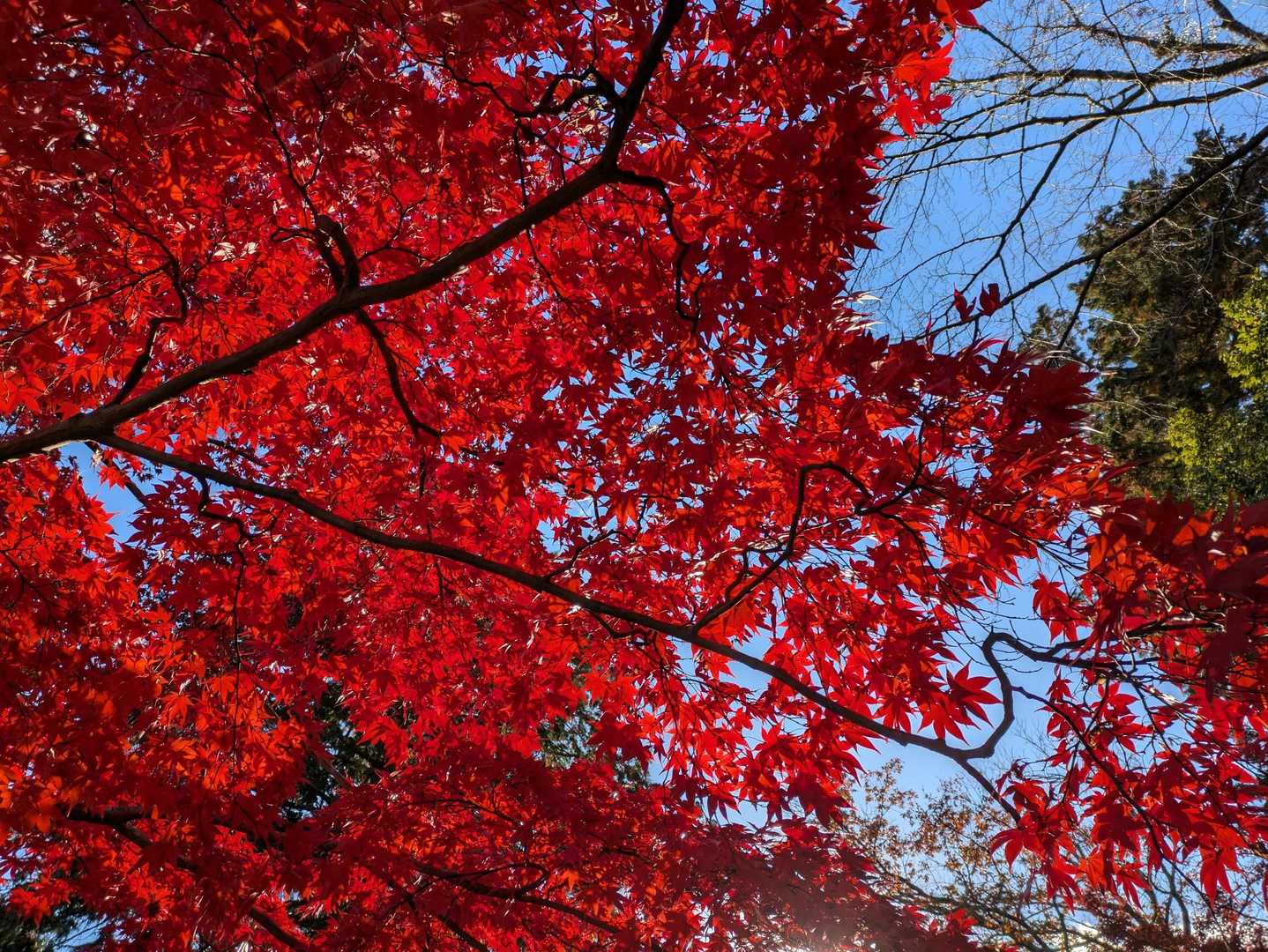 忠霊塔の側の真っ赤な紅葉