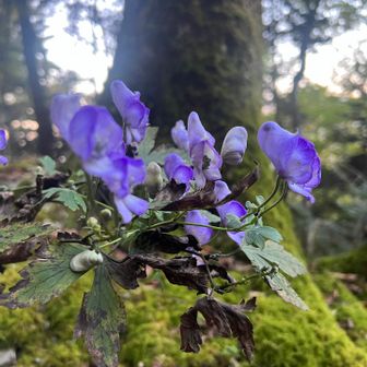 トリカブトが鮮やか
