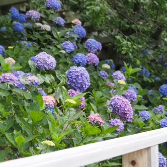 木道沿いにも