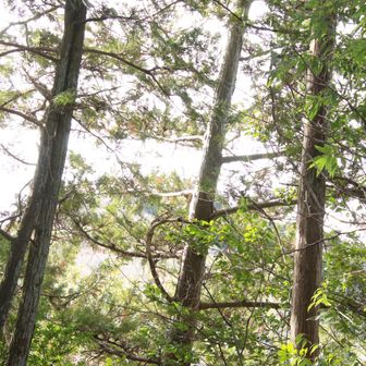 白飛びになってしまった百々ヶ峰山頂⛰️