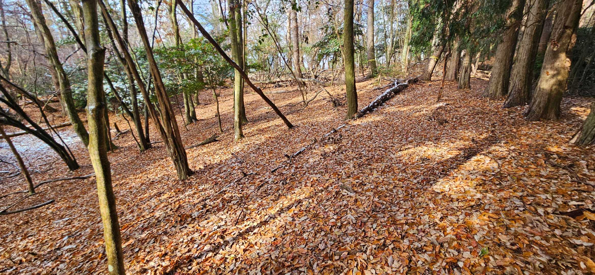 鉢伏山-明ヶ田尾山 往復コースの写真