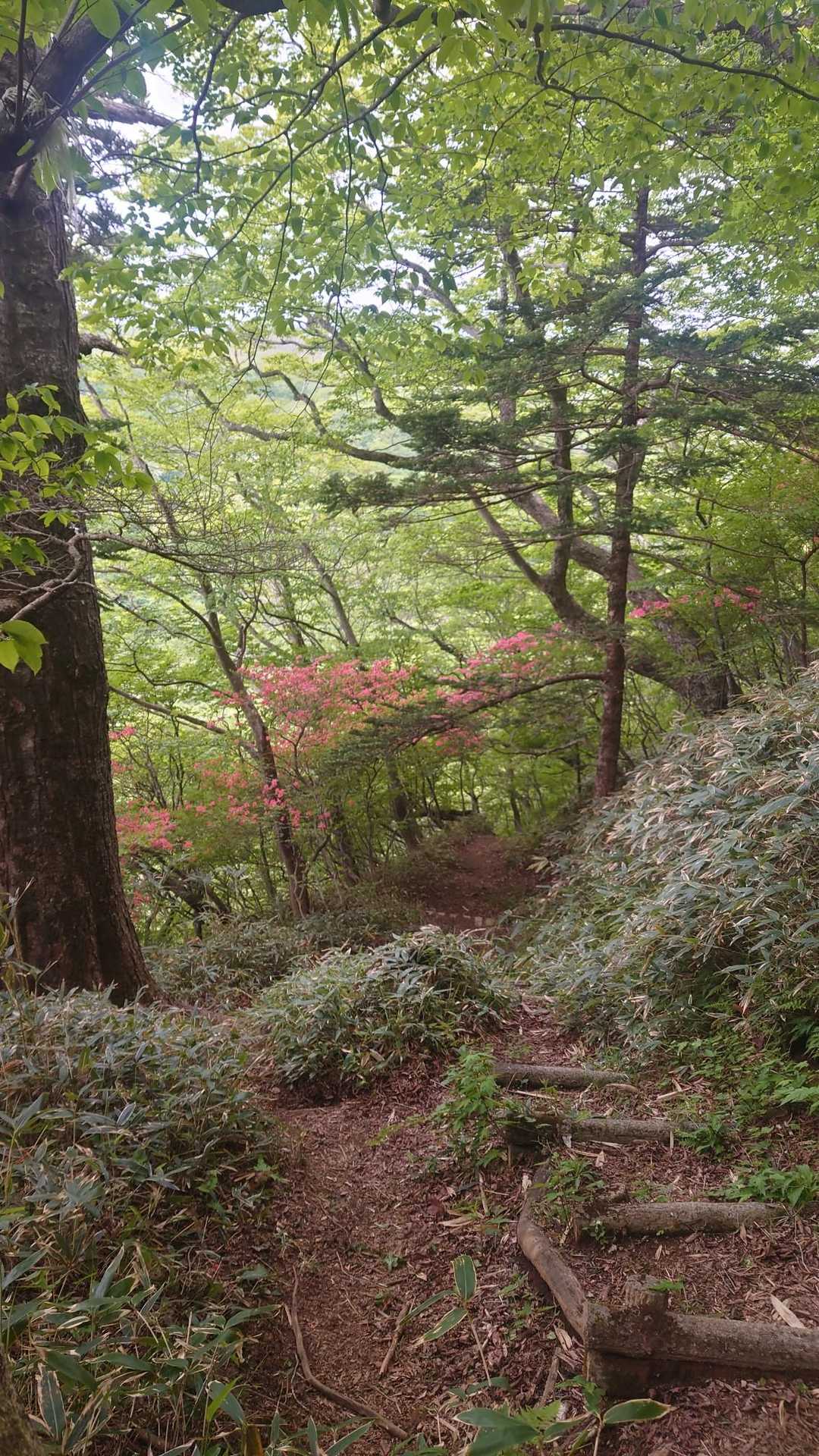 八幡のヤマツツジとは違って、自然の中に溶け込む景色✨