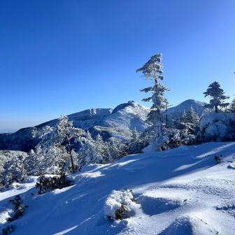 黒百合ヒュッテまでの下りはスイスイ
調子回復