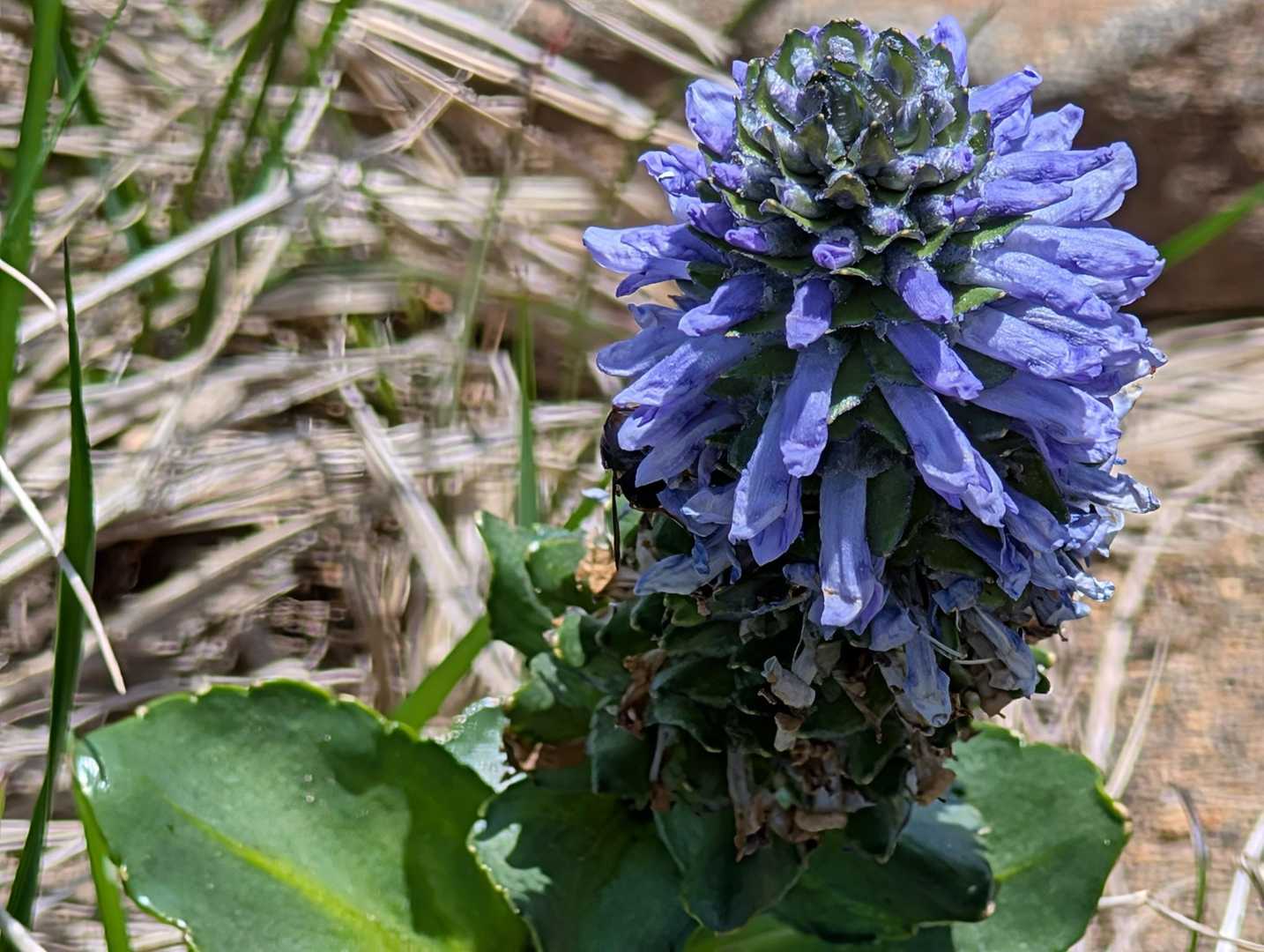 ウルップソウが見たい！ 赤岩ノ頭・硫黄岳 / ひろろの登山データ