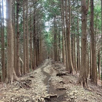 山にいるって感じで良き☺️