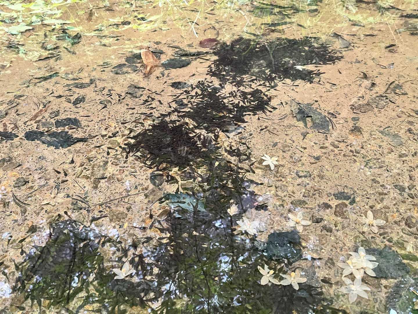 水たまりに大量のオタマジャクシ🎶