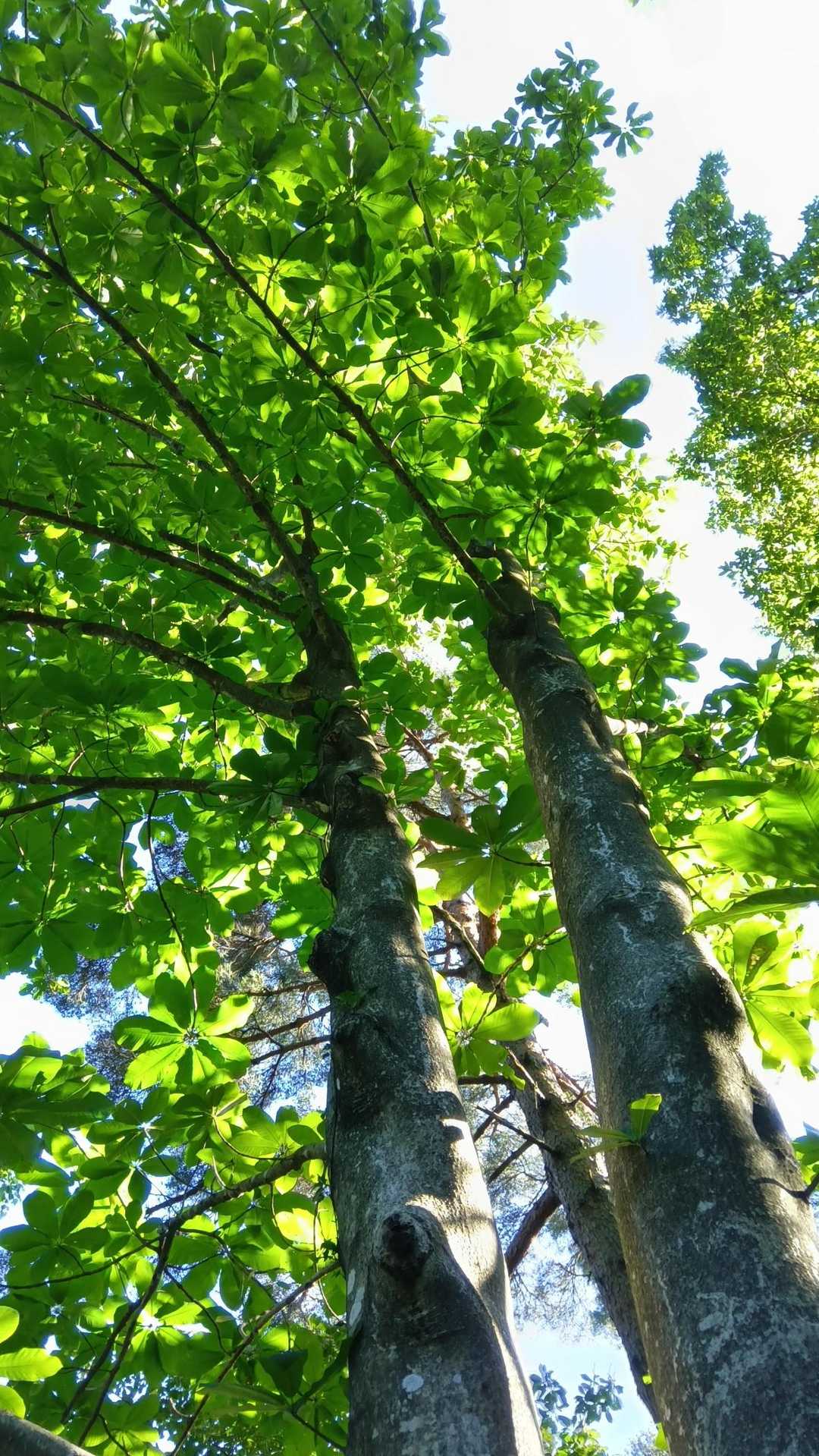 朴ノ木🌳