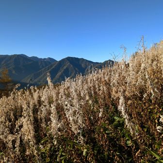 ヤナギランの花後が一杯！
花の時期は圧巻でしょうね☺️