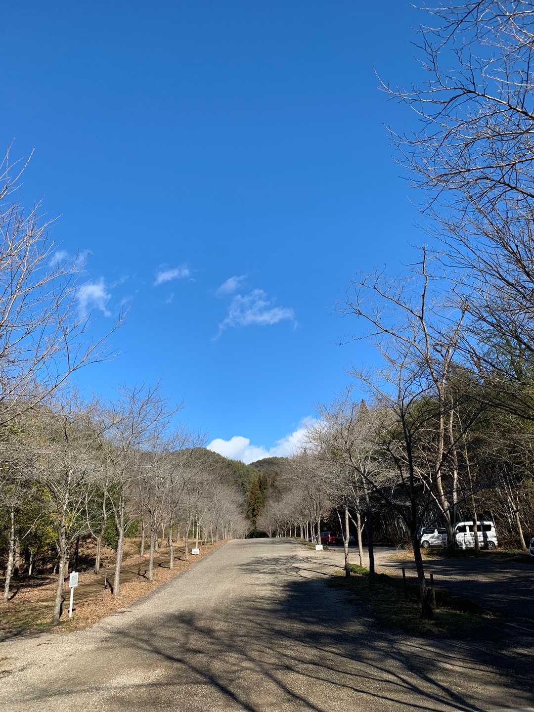 公園の芝生では何家族か凧上げ🪁をしていました🎵お正月ですね✨